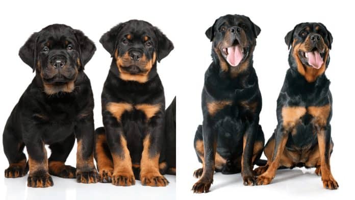Rottweiler Types: 5 Types Of Rottweilers - Which Type Of Rottweiler Is ...