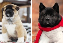 American Akita Dogs 101 | Everything You Need To Know – Is It The Right Dog For You?