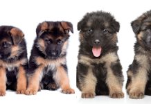 5 Different Types Of German Shepherd – Which Is Right For You?