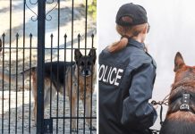 Top 10 Best Guard Dog Breeds To Protect Your House And Family