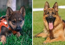 10 Things Only German Shepherd Dog Owners Understand