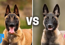 Male Vs Female Belgian Malinois : 10 Differences Between Them