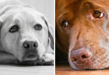 10 Things You Must Never Do To Your Labrador Retriever
