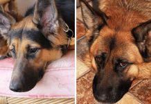 12 Things German Shepherds Hate That You Should Avoid