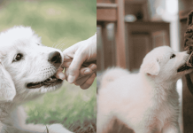 10 Puppy Biting Mistakes You MUST Avoid! (How to Stop Biting Fast)