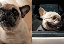 10 Reasons French Bulldogs Are the BEST Dogs Ever!