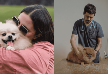 10 Things Pomeranians HATE That You Are Doing!