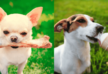 12 Foods That Could Be DEADLY for Your Dog! (You Won’t Believe #1)