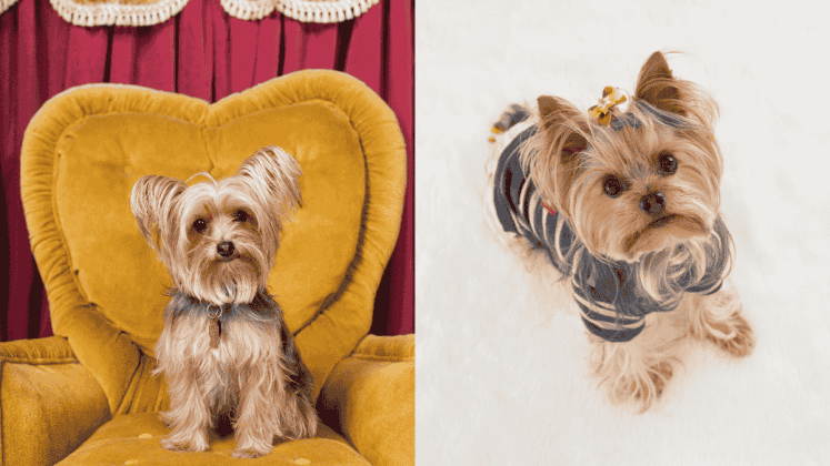 12 Things NO ONE Tells You About Owning A Yorkie - Lovely Animals World