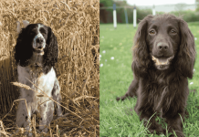 15 Different Types of Spaniel – Which is Right for You?