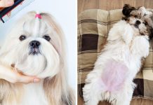 15 Important Shih Tzu Facts Every Owner Should Know