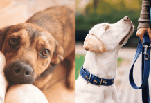 15 Signs Your Dog Sees You as Their Parent! 🔥