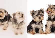 7 Different Types Of Yorkshire Terrier