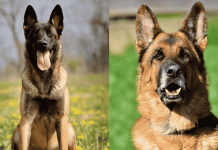 Belgian Malinois Vs German Shepherd: Who’s The True King?