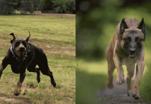 Doberman Pinscher Vs Belgian Malinois: Who’s The Top Guardian?