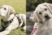 Male vs Female Labrador Retriever: 10 Differences Between Them