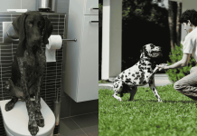 Never Make THESE Mistakes with Your Dog’s Potty Training!