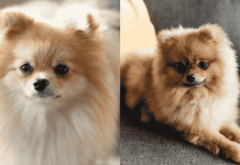 Pomeranian Owner’s Biggest Regrets! Don’t Get One Before Watching This