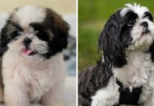 Shih Tzu Dogs 101: Everything You Need To Know – Is It The Right Dog For You?