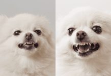 Why Your Pomeranian Barks at EVERYTHING (And How to Stop It!)