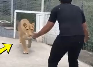 Lioness Sees Her Old Trainer After Years Of Being Apart, Her Reaction Is Incredible