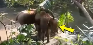 Man Saves Drowning Baby Elephant, Then The Herd Does The Unexpected