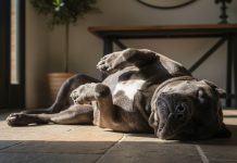 What Your Cane Corso’s Sleeping Position Reveals About Their Personality, Health, and Character