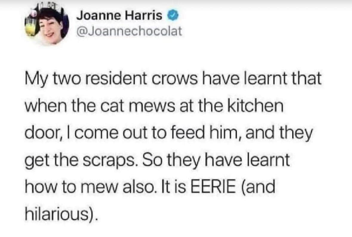 #1 When the cat mews