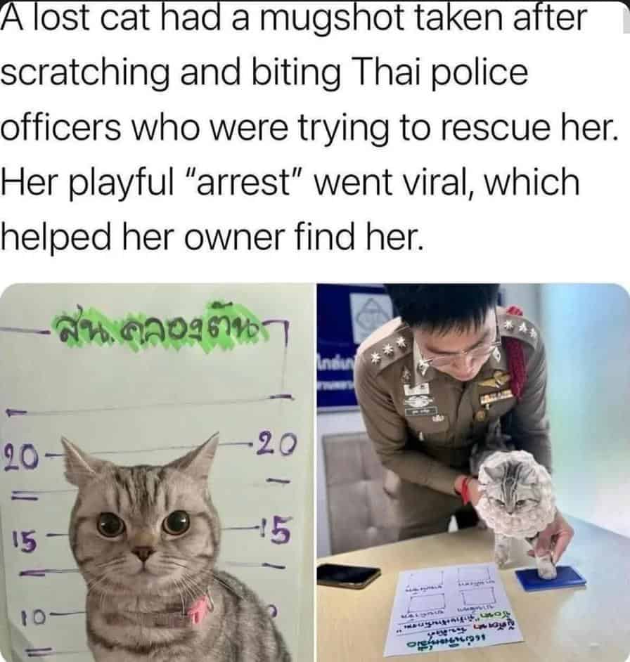 #11 When cat logic takes over the entire room
