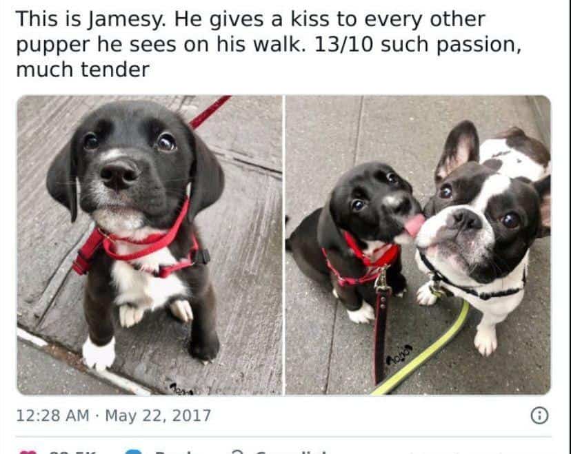 #12 When dog logic makes perfect sense to exactly one dog