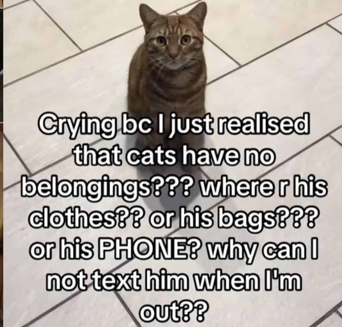 #17 When the cat chaos wins