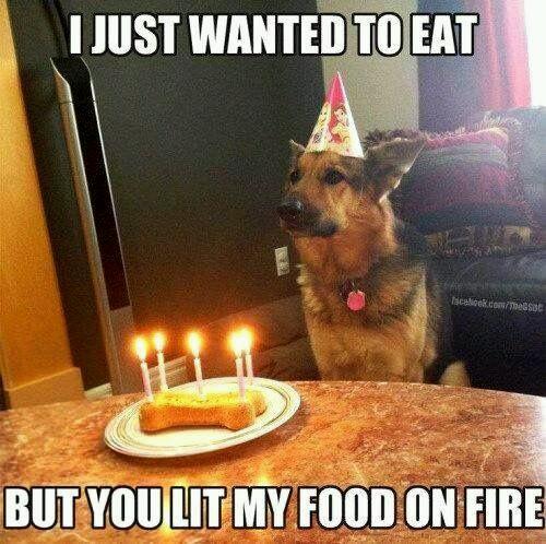#20 When food appears and the dog suddenly has urgent business
