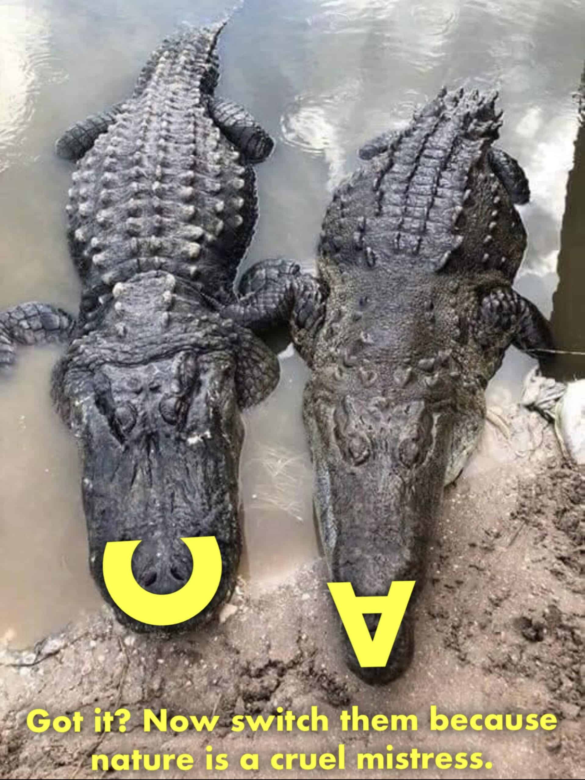 #24 A Trick To Remembering The Difference Between Alligators And Crocodiles [Oc]