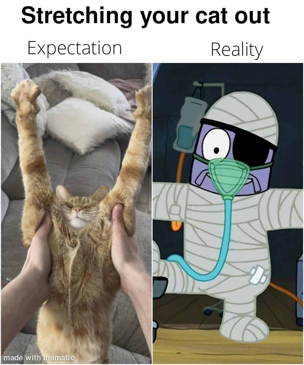#8 When cat logic takes over the entire room