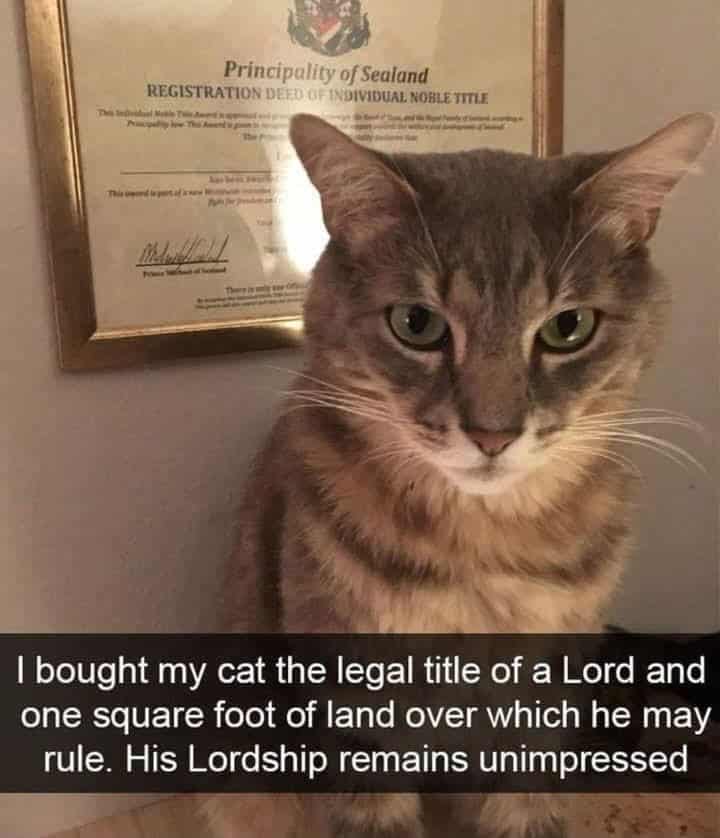 #15 When the cat situation feels way too real