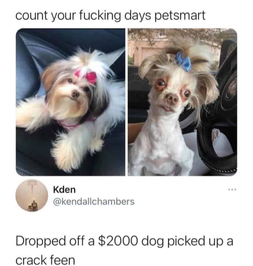 #18 When that dog face tells the whole story