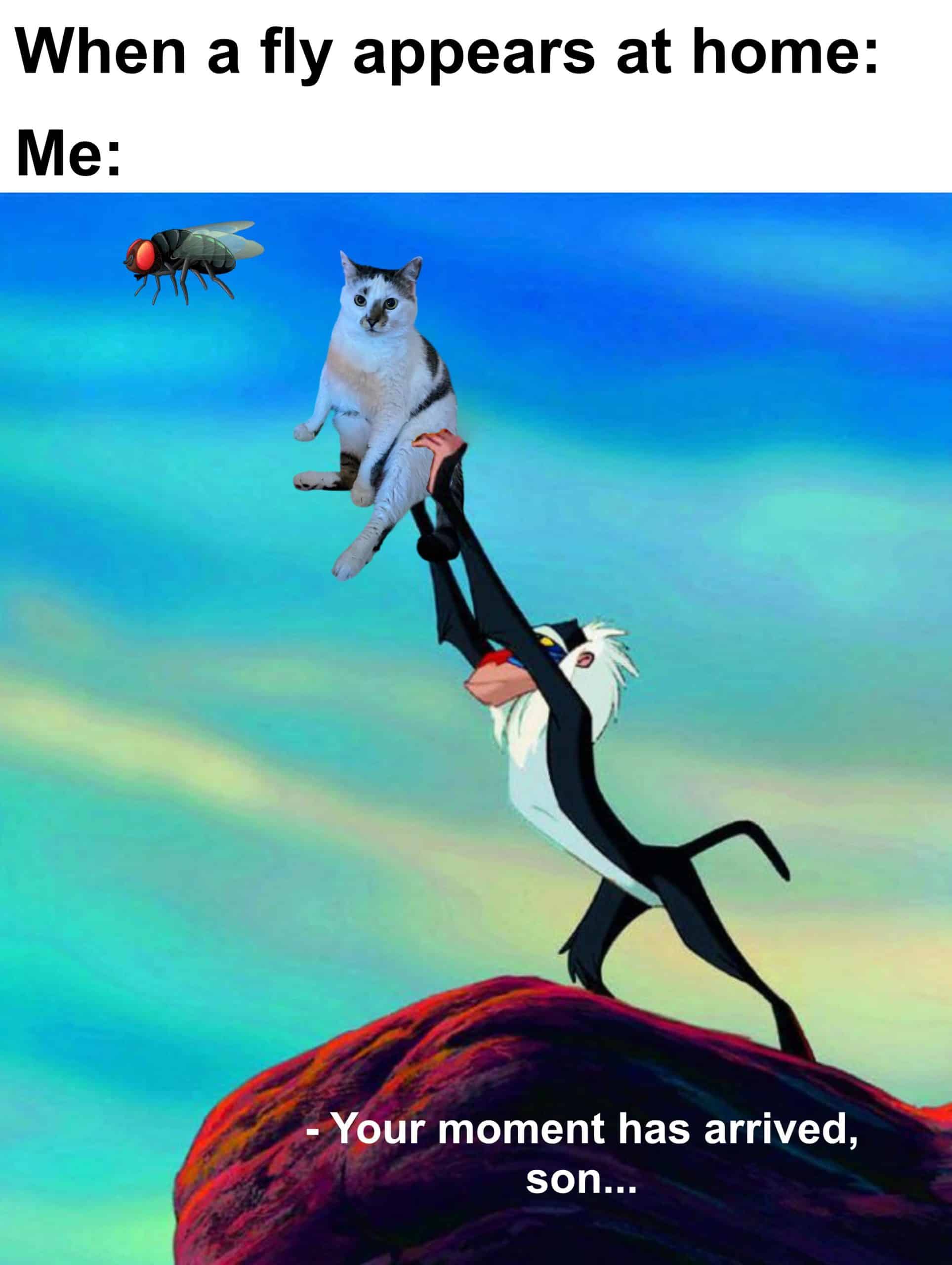 #19 When cat logic happens every single time