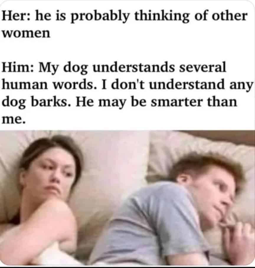 #24 When the pet meme is painfully accurate