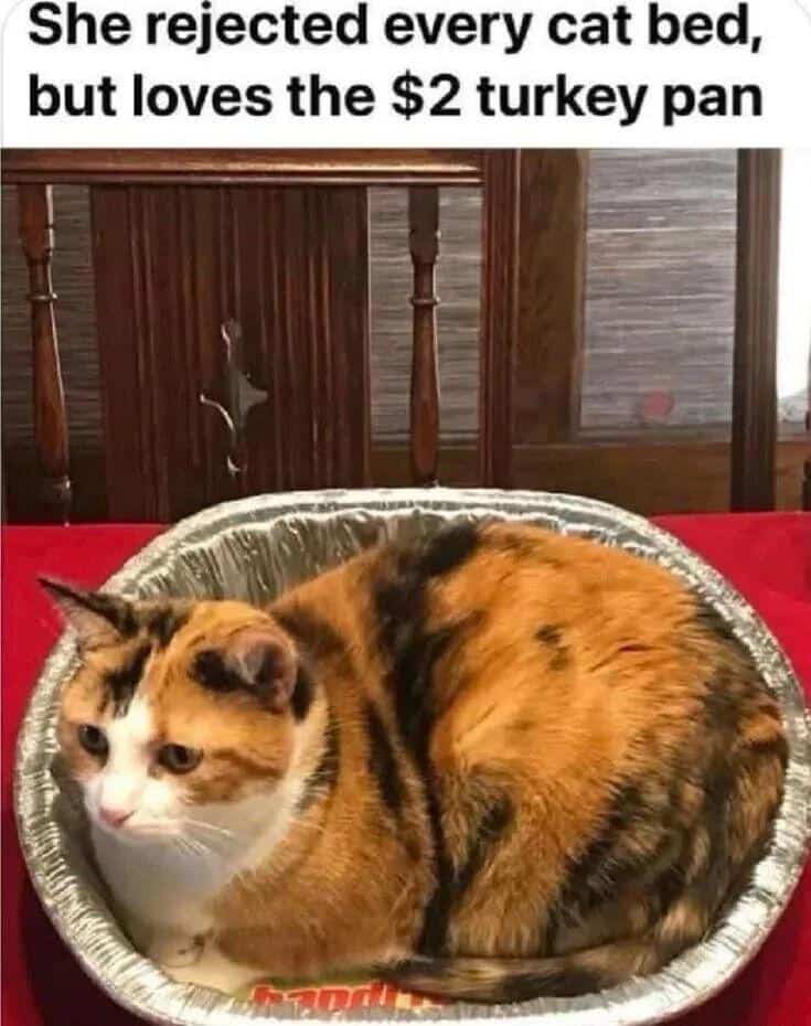 #2 When cat logic takes over the entire room