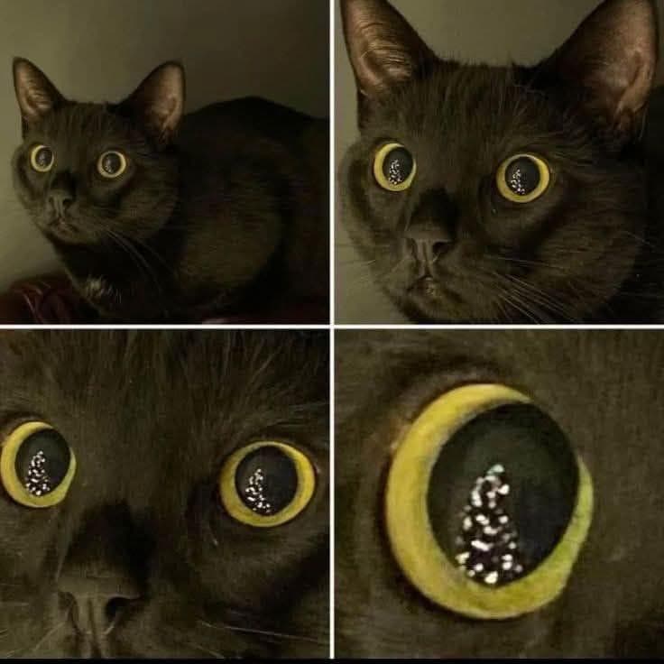 #5 🎄🎄🎄😼😺😸