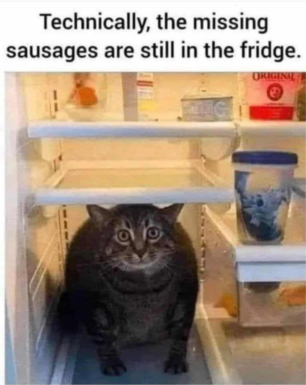 #9 When cat logic happens every single time