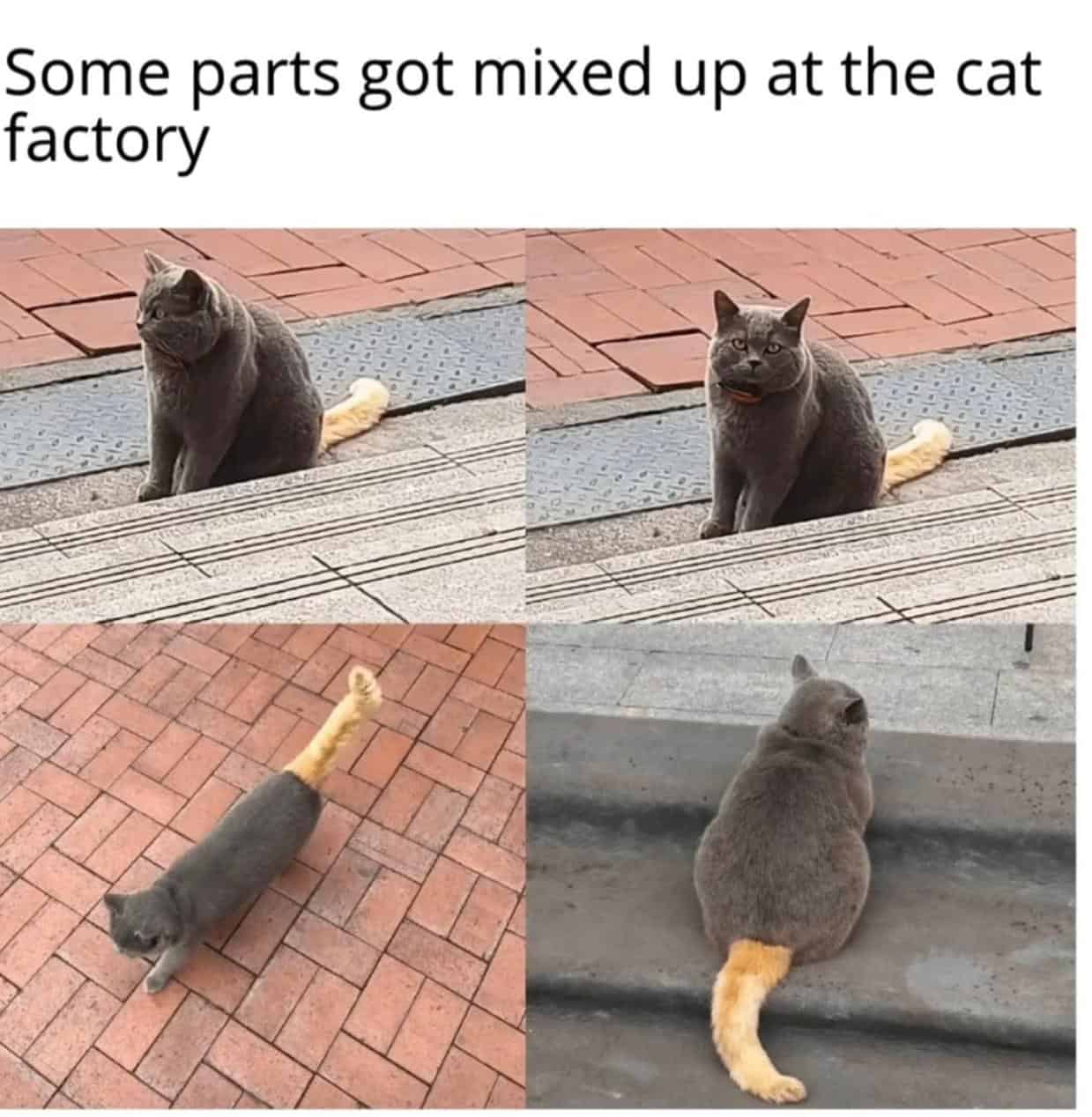 #13 Actually Someone Stole His Tail, So He Had To Settle For An Orange One😼