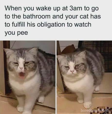 #19 When cat logic takes over the entire room