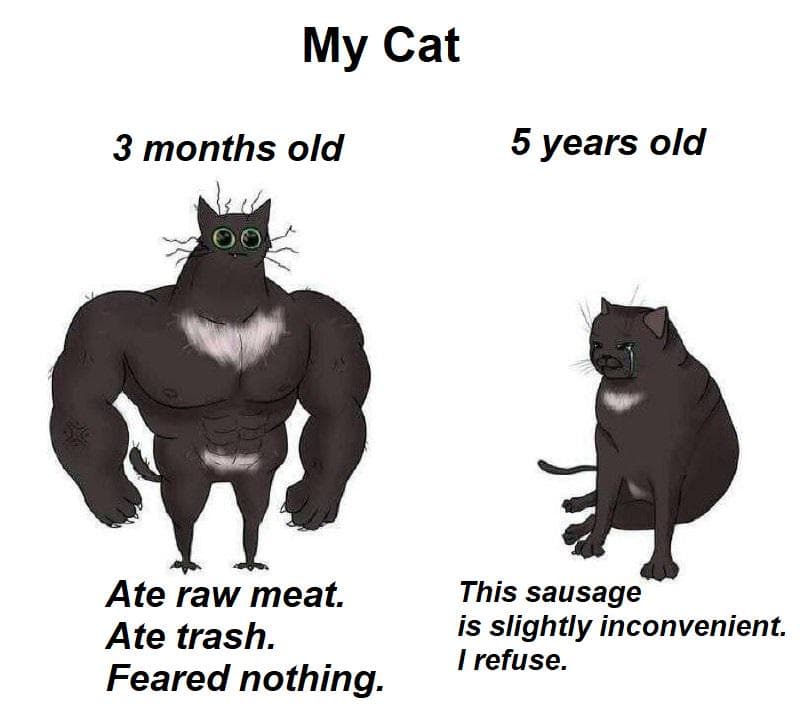 #24 When food appears and the cat suddenly has urgent business