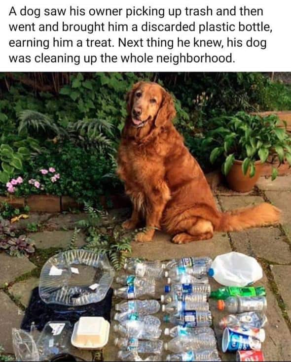#3 When food appears and the dog suddenly has urgent business