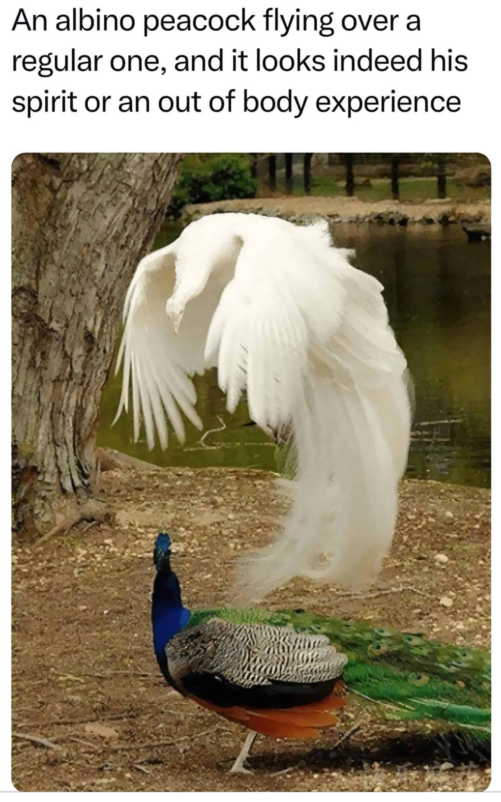 #12 Ghosted! 🦚