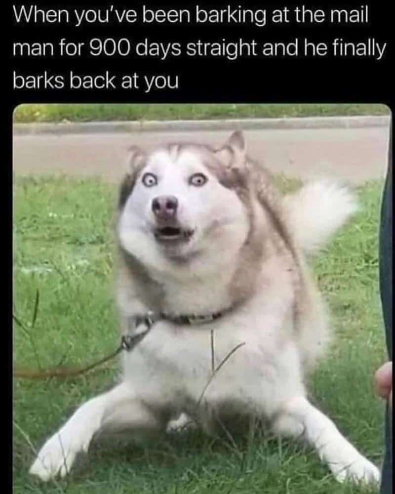 #16 When the dog situation feels way too real