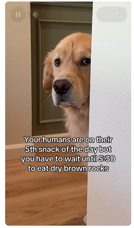 #17 Not Cool, Hoomans, Not Cool