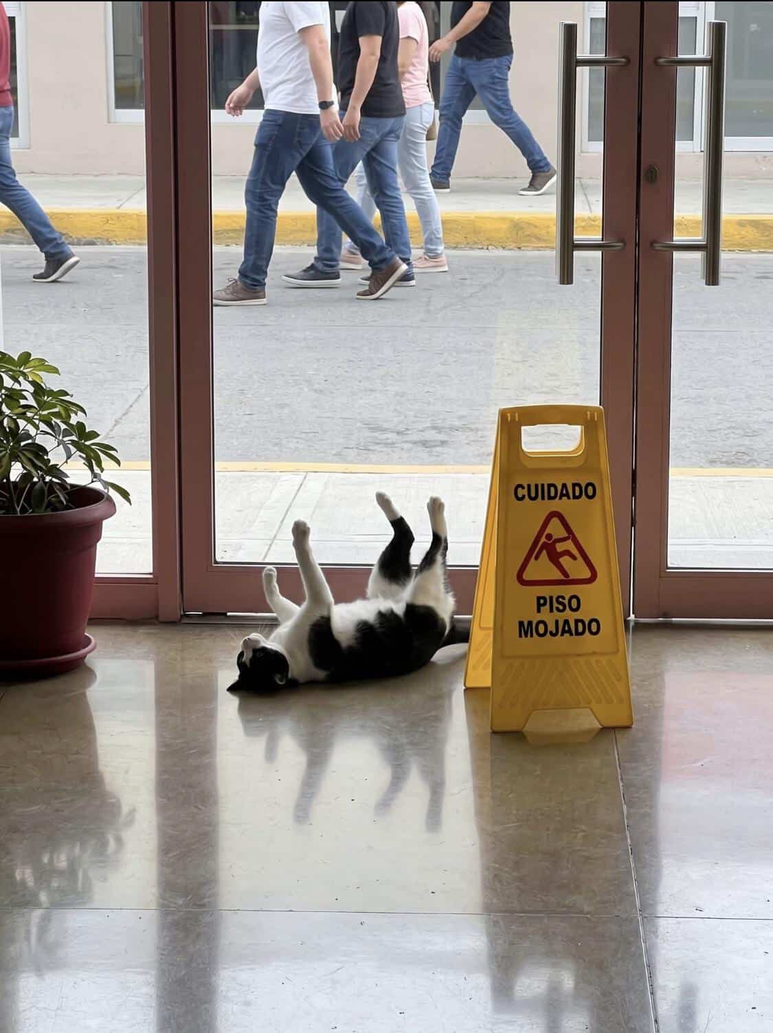 #21 When cat logic takes over the entire room