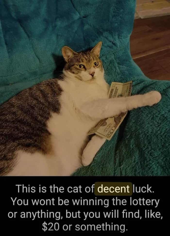 #24 When cat logic takes over the entire room